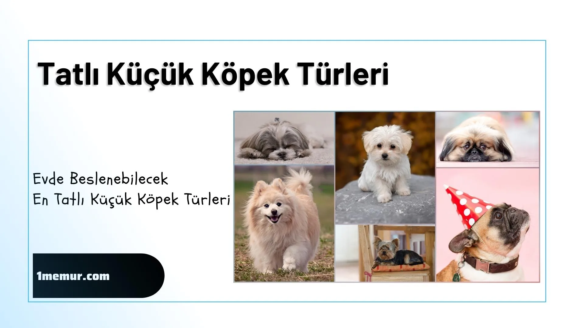 Evde Beslenebilecek En Tatli Kucuk Kopek Turleri