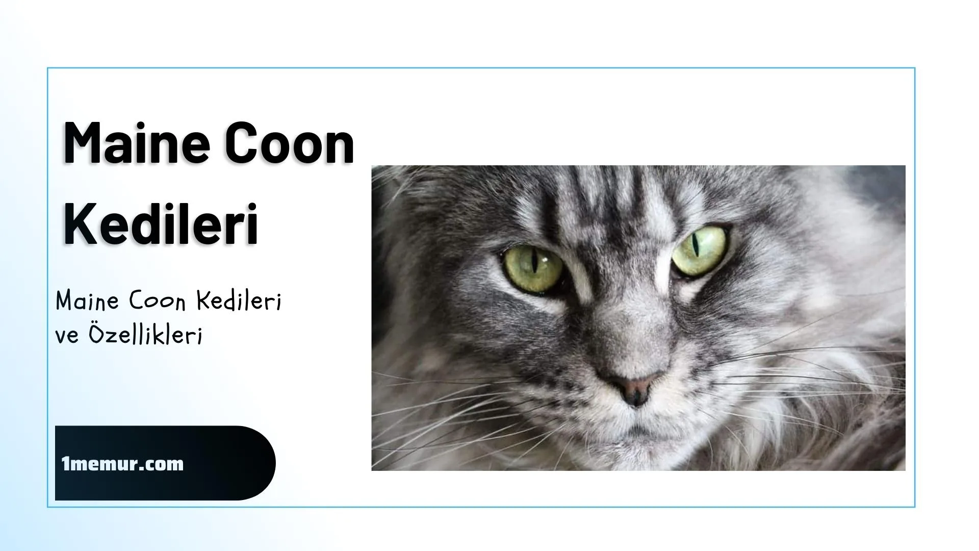 Maine coon