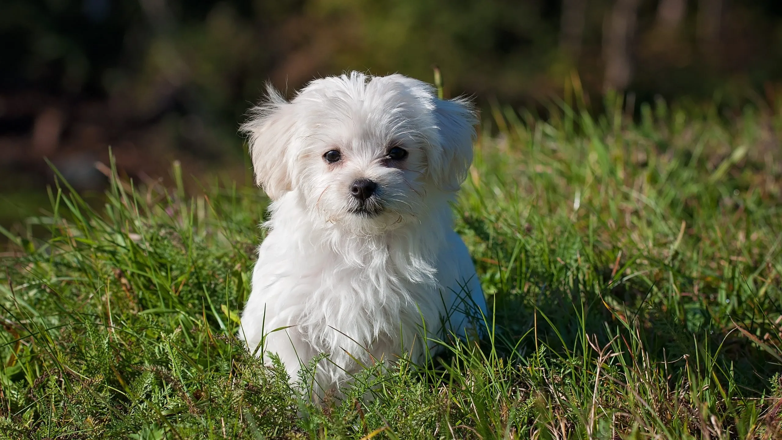 Maltese 1