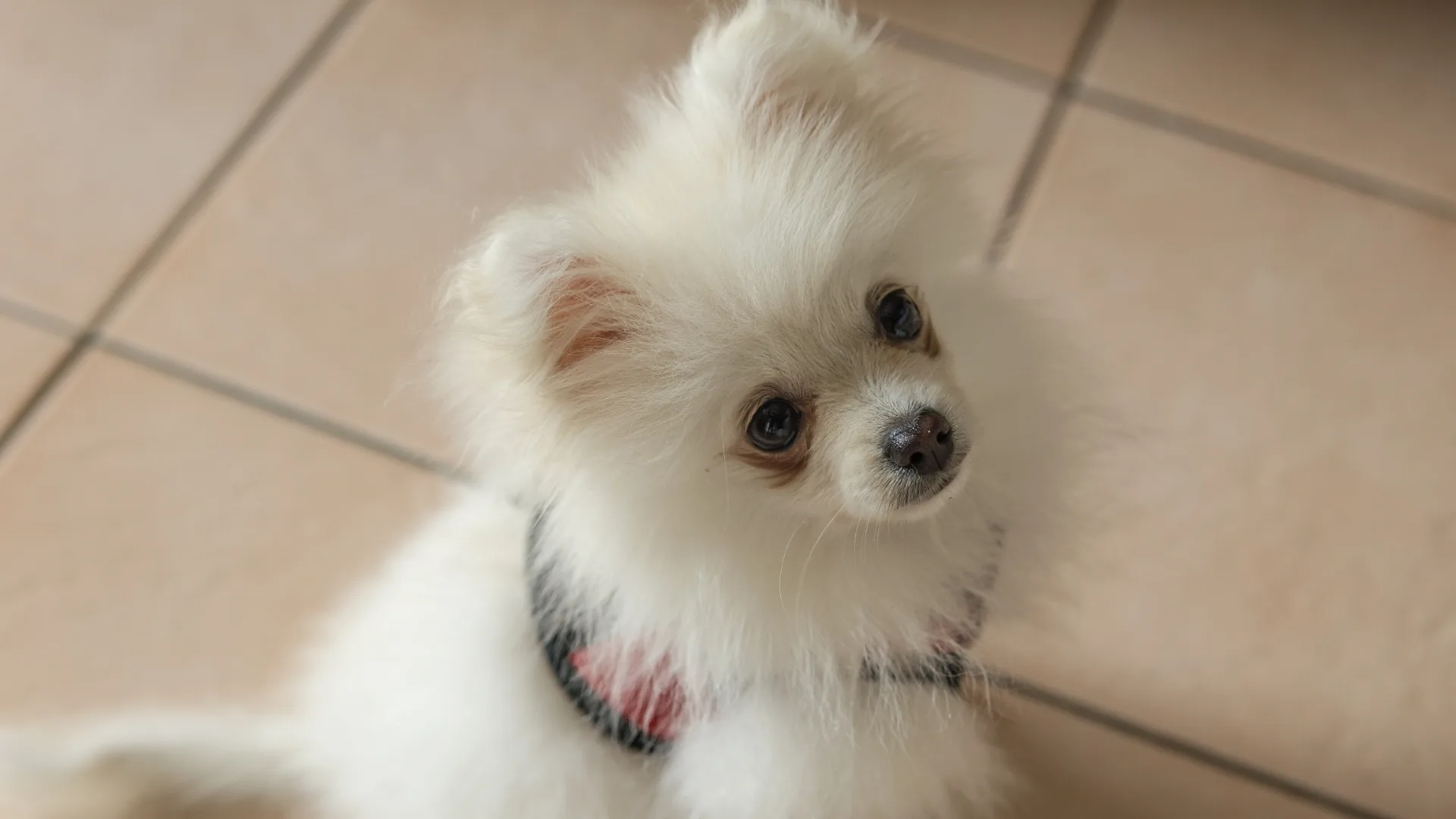 Pomeranian 1