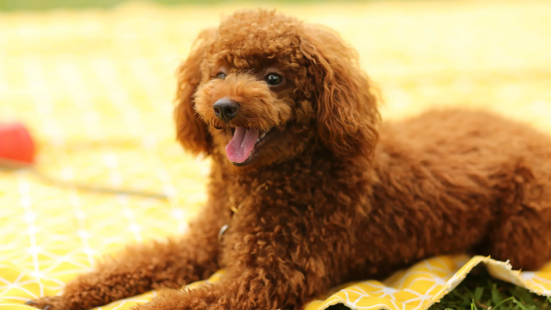 Poodle 1
