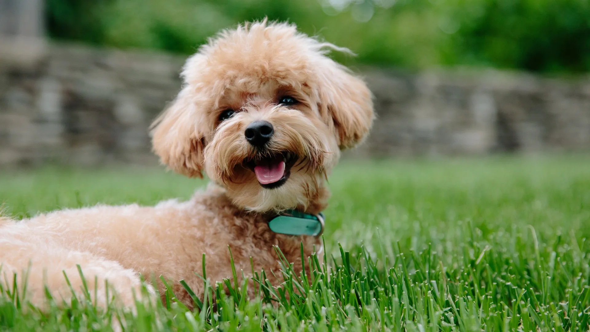Poodle