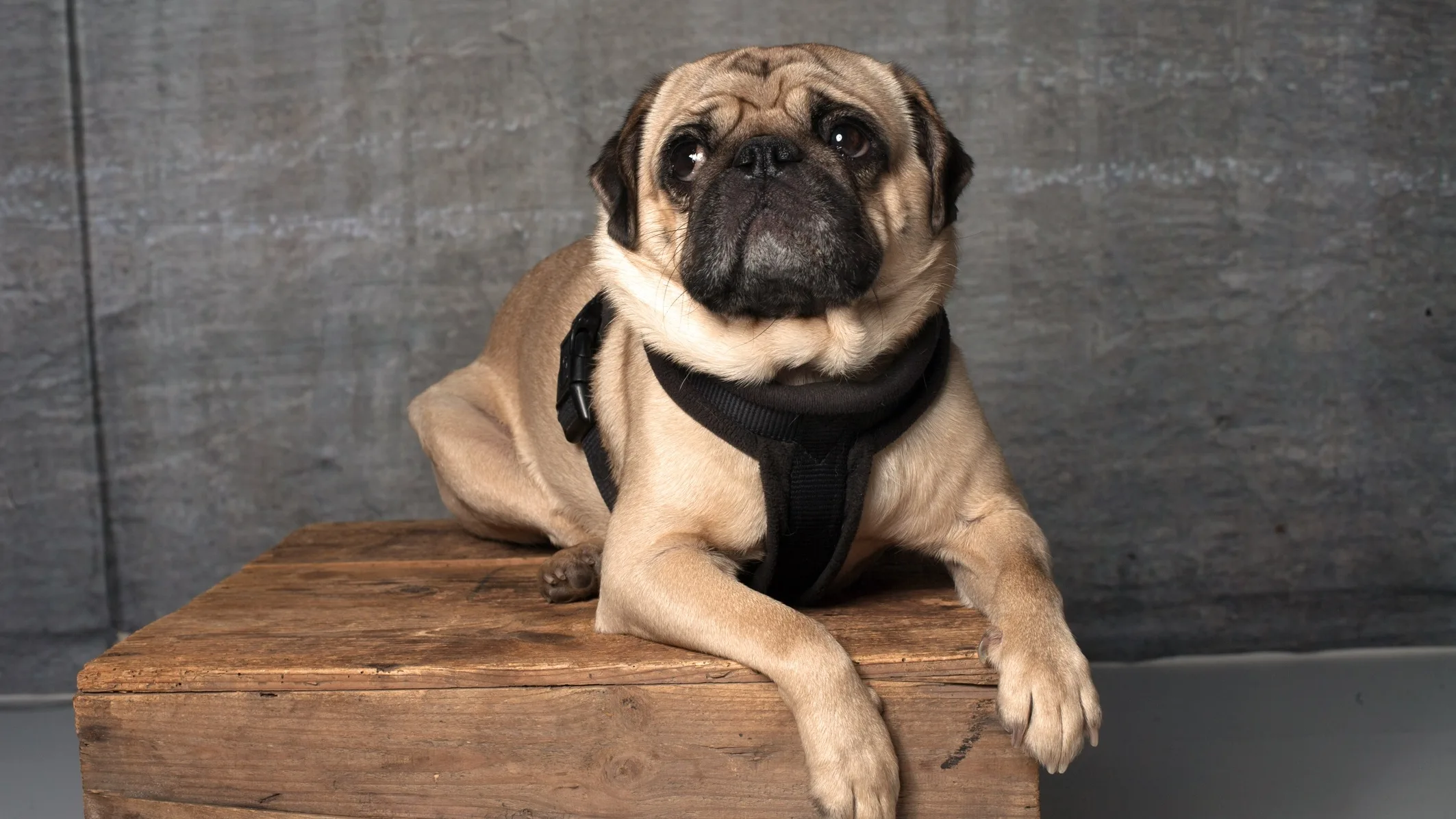 Pug 1