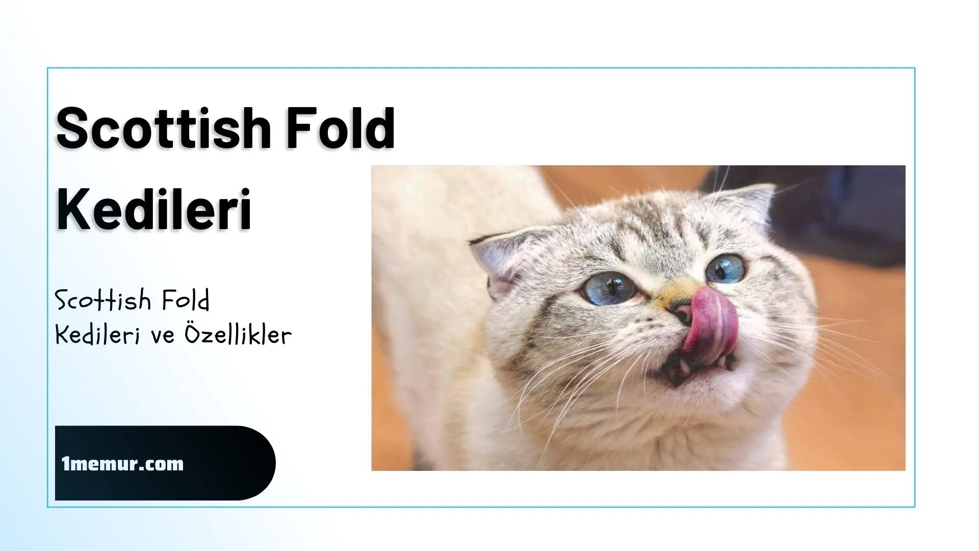 Scottish fold
