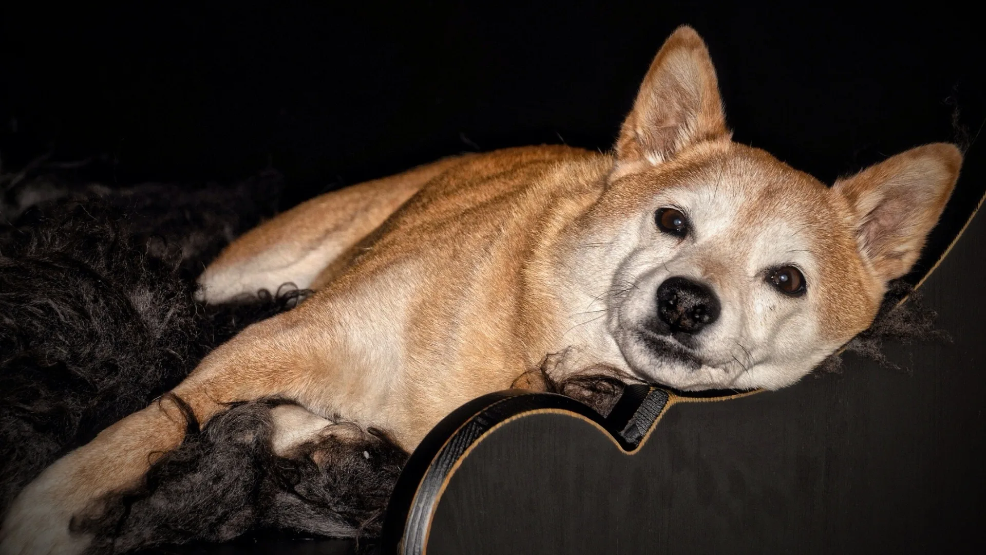Shiba Inu