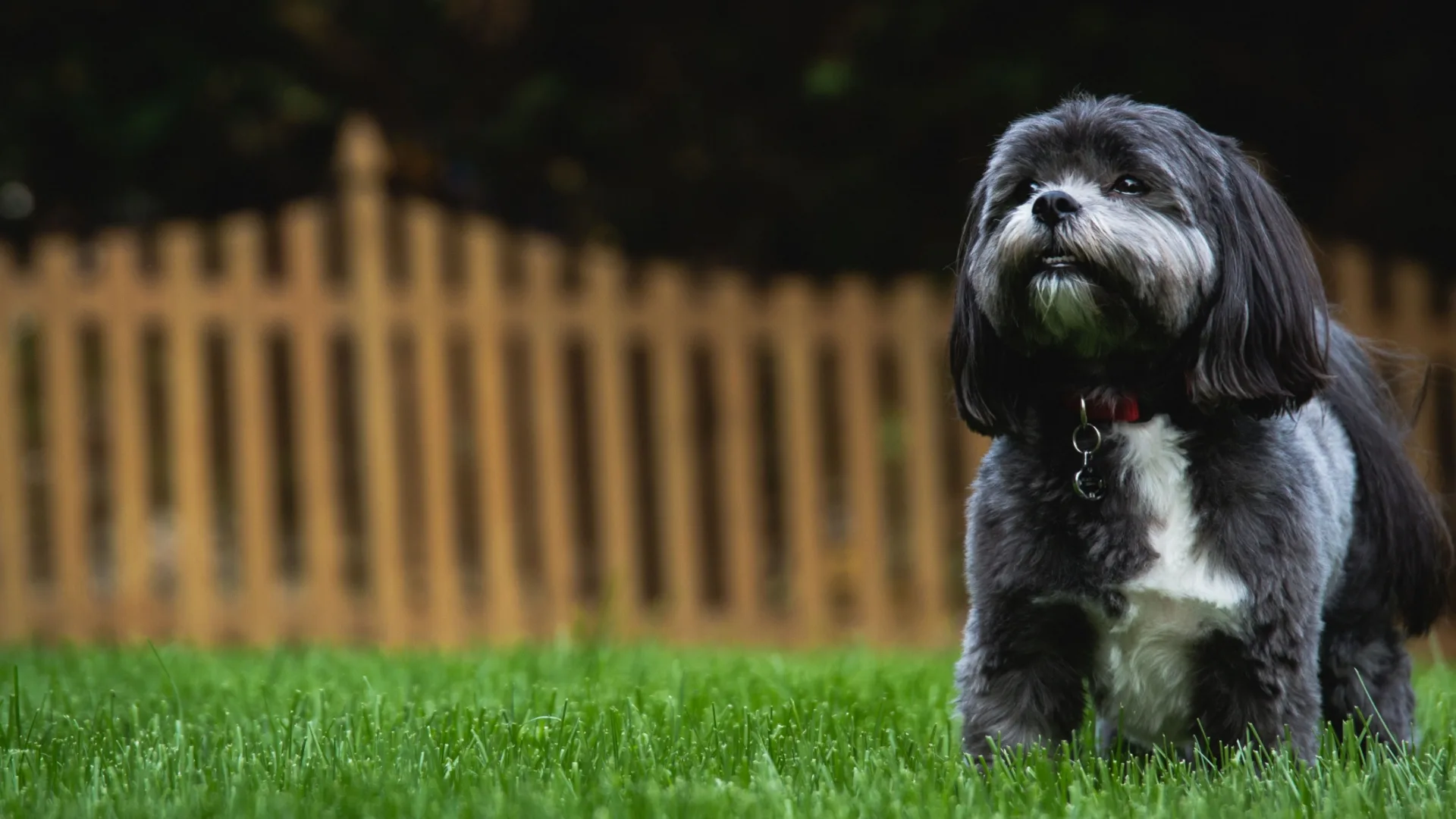 Shih Tzu 1