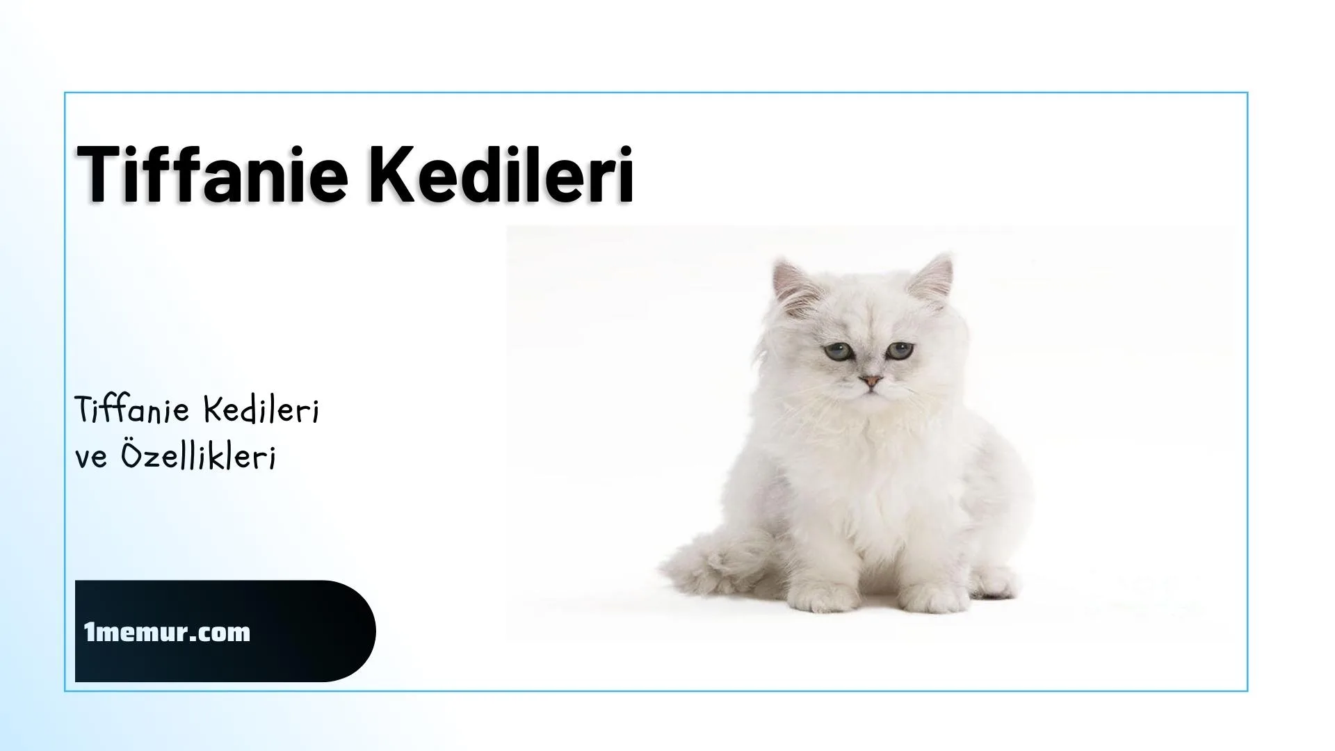 Tiffanie kedi turu