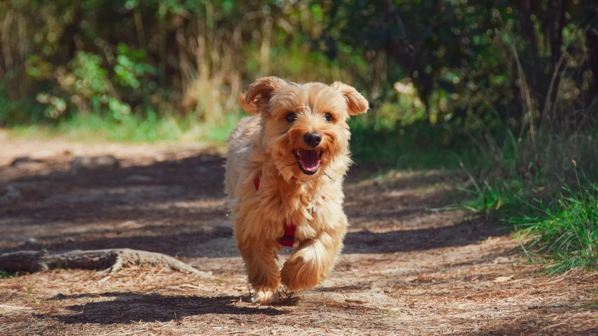 Yorkshire Terrier 1