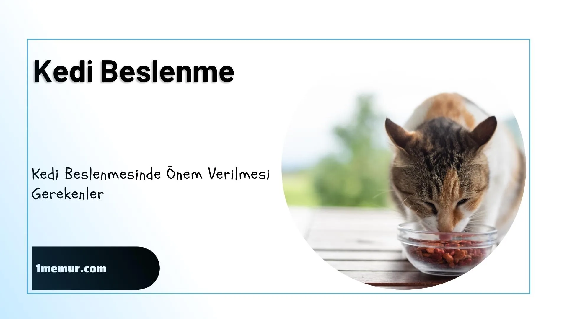 kedilerde beslenme