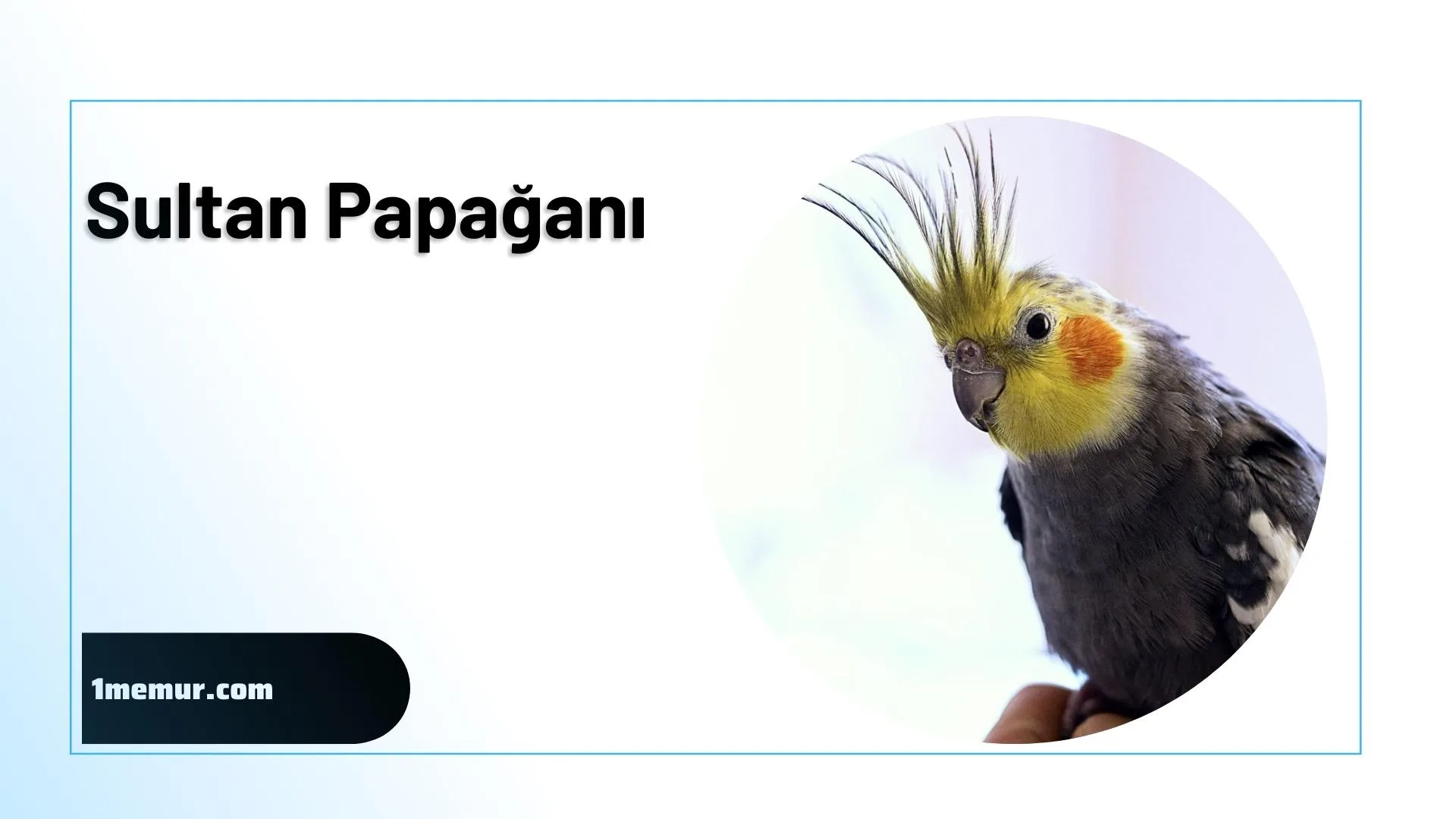 Sultan Papagani 2
