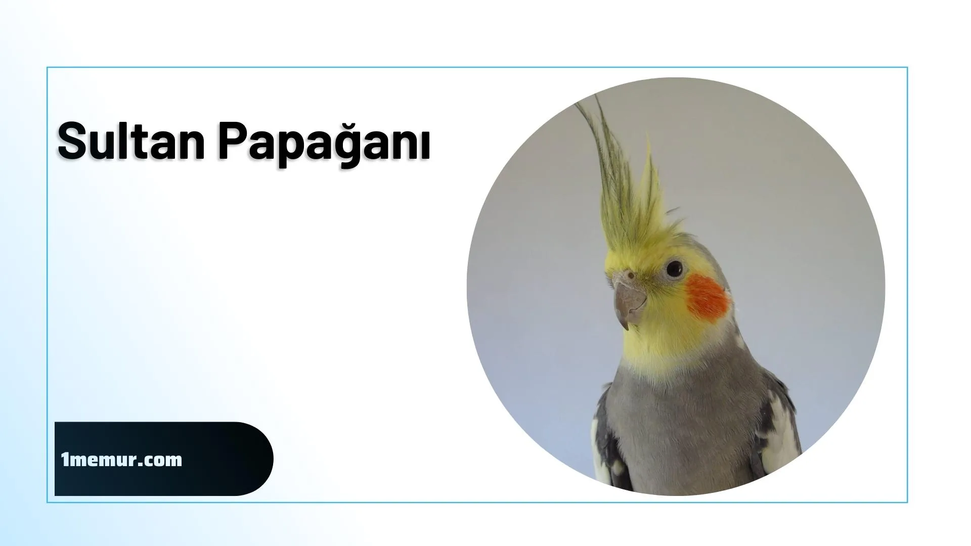 Sultan Papagani 3