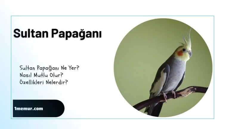 Sultan Papagani