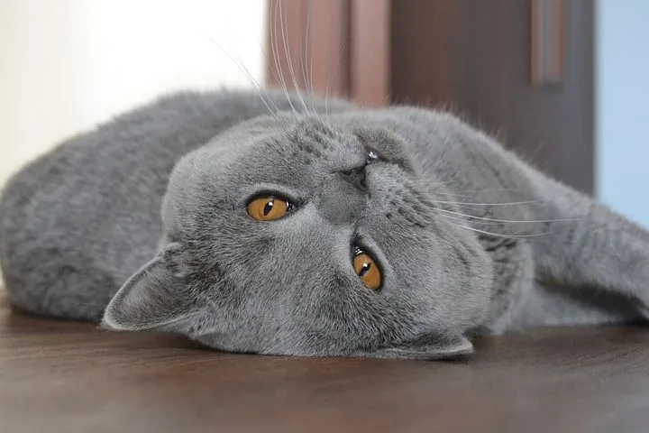 Dişi gri kediler