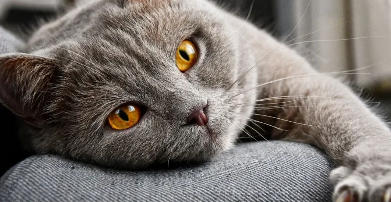 Dişi kedi isimleri