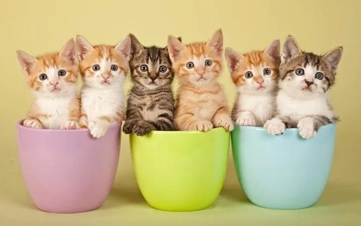 disi kedi ismi