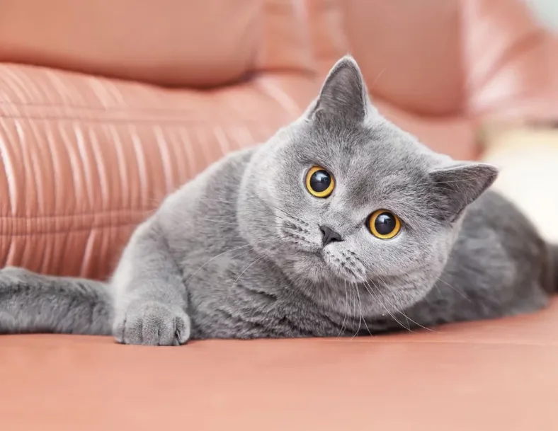 Erkek gri kedi isimleri
