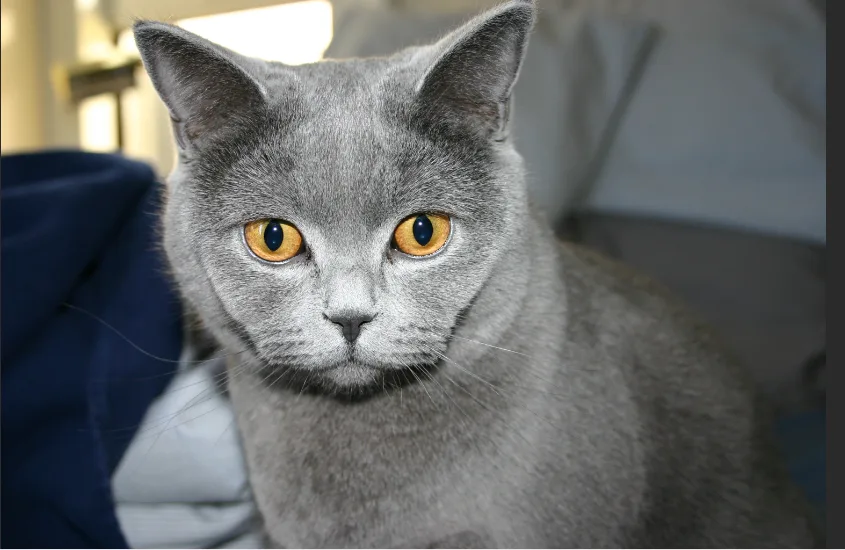 erkek kedi resmi