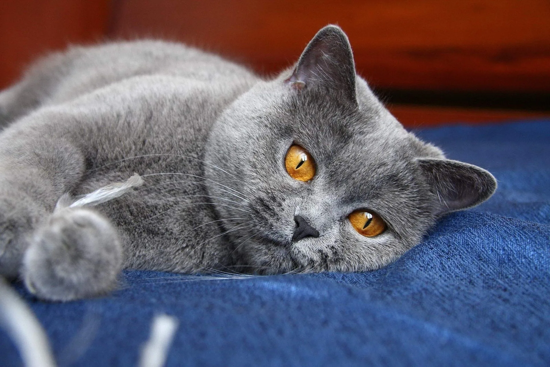 gri kedi isimleri disi