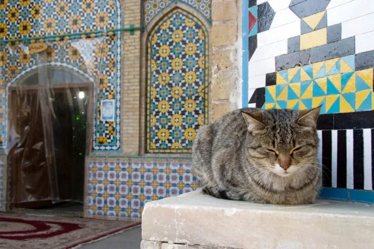 osmanlica erkek kedi isimleri