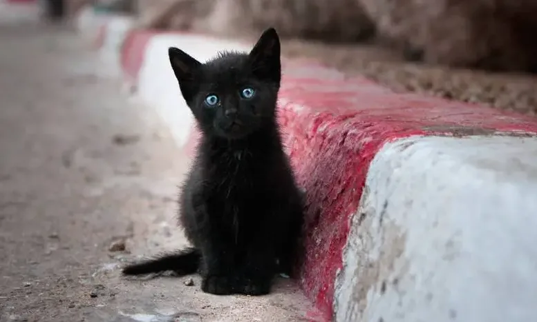 siyah kedi isim önerileri