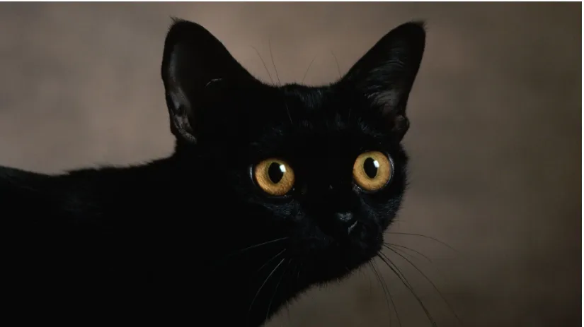 siyah kedi isimleri
