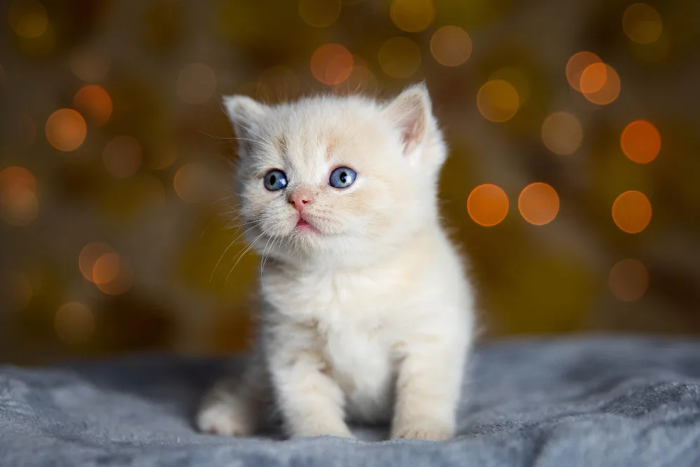 beyaz kedi