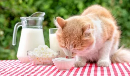 kediler yogurt yer mi yerse ne olur