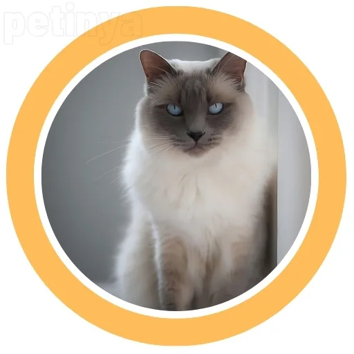 balinese kedi