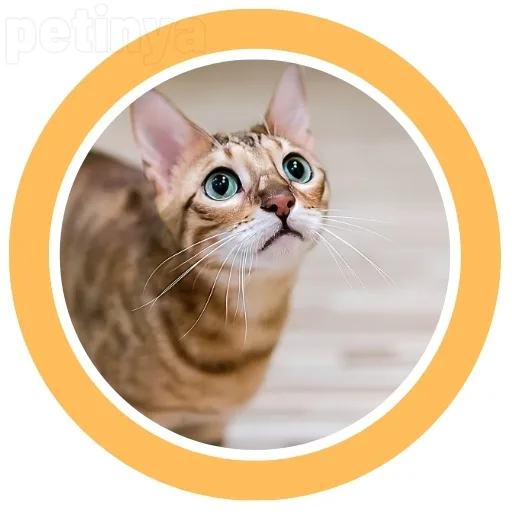 bengal kedisi
