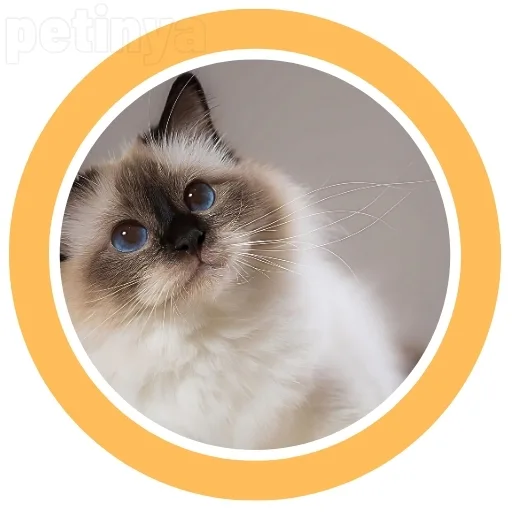 birman kedisi