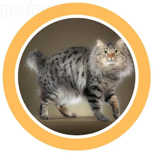 bobtail kedisi