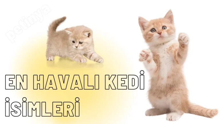 en havali kedi isimleri