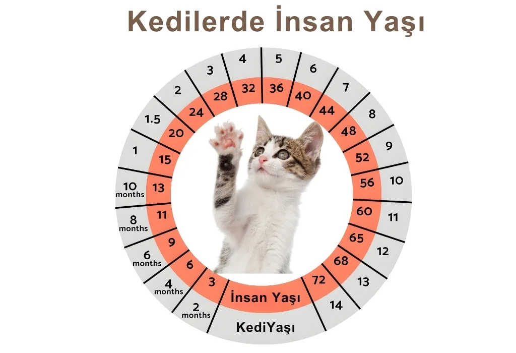 Kedilerde İnsan Yaşı