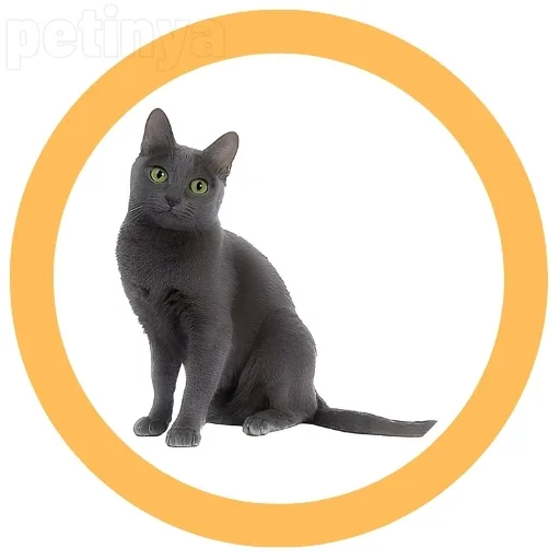 korat kedi