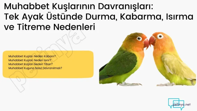 muhabbet kuslarinin davranislari