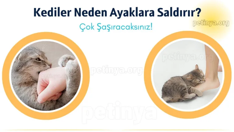 kediler neden ayaklara saldirir cok sasiracaksiniz