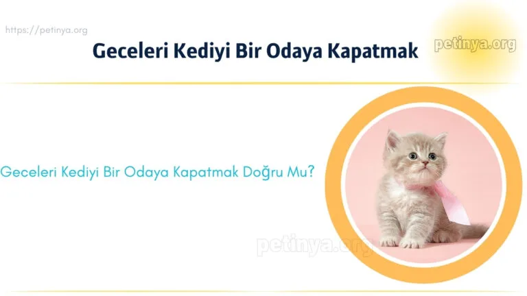 geceleri kediyi bir odaya kapatmak
