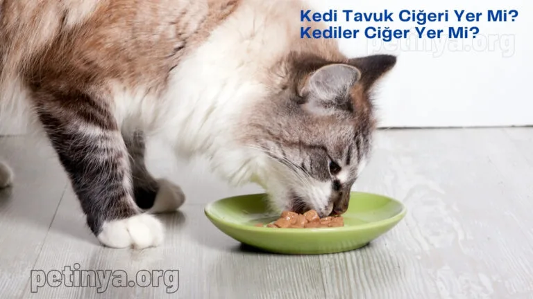kediler tavuk cigeri yermi kediler ciger yermi