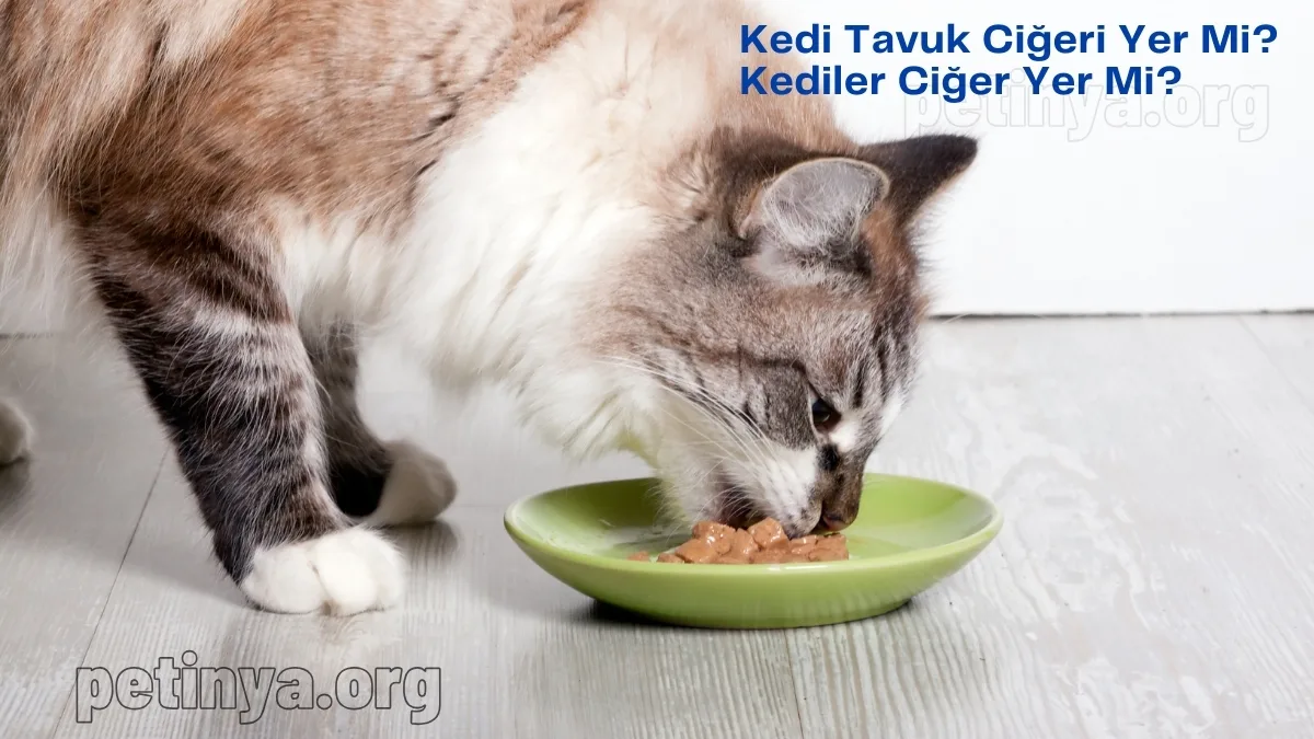 kediler tavuk cigeri yermi kediler ciger yermi