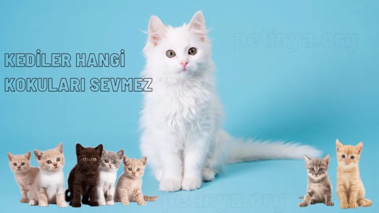 kediler hangi kokulari sevmez