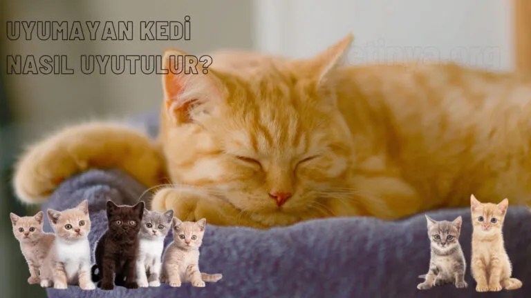 uyumayan kedi nasil uyutulur