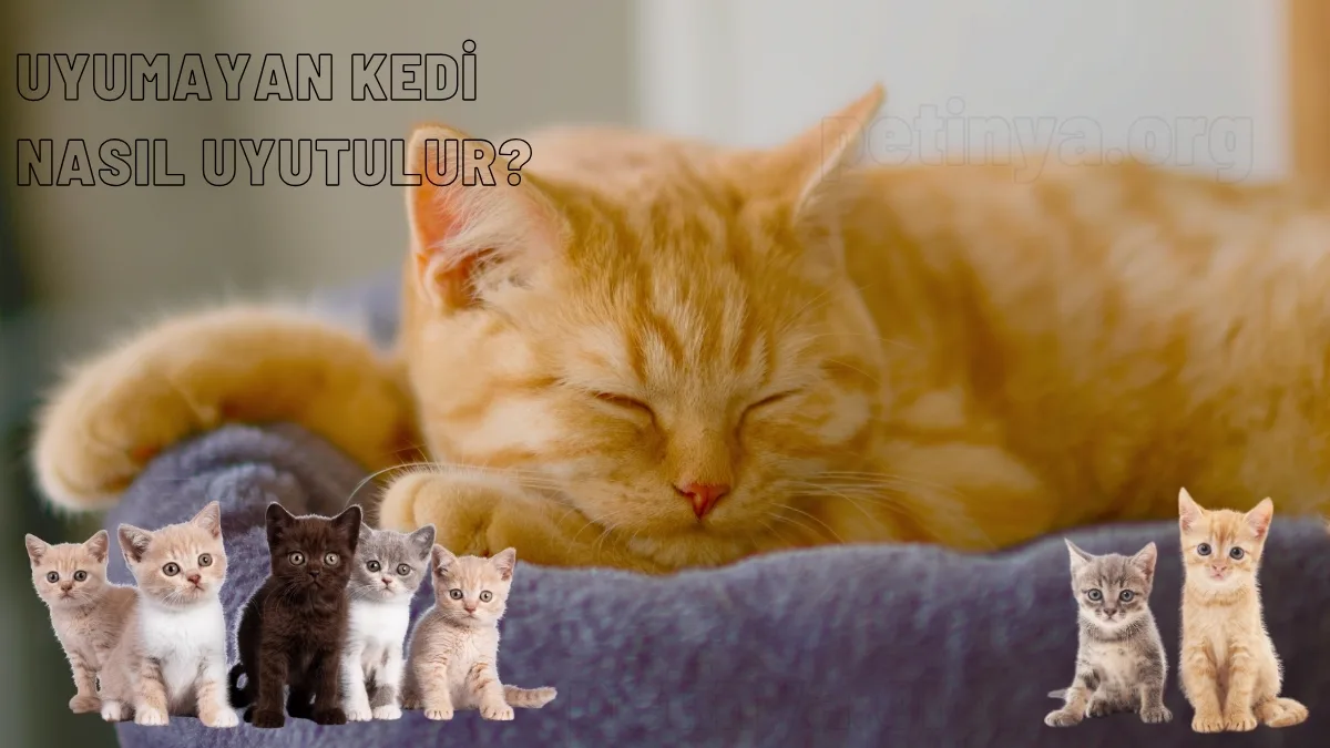 uyumayan kedi nasil uyutulur